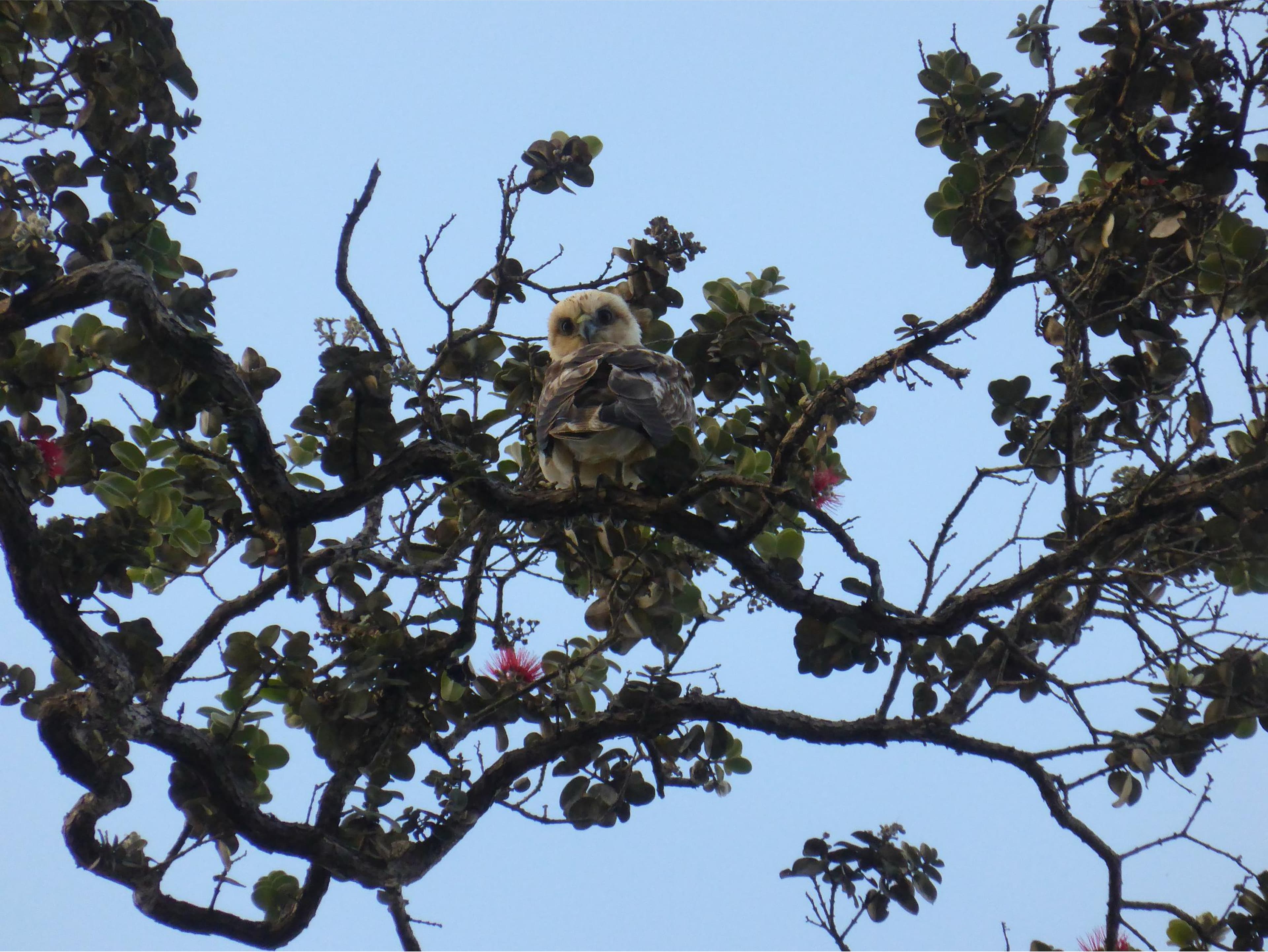 Hawaiian Hawk (ʻIo) perched on a branch